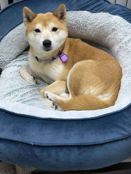 VANITY - Shiba Inu available for adoption