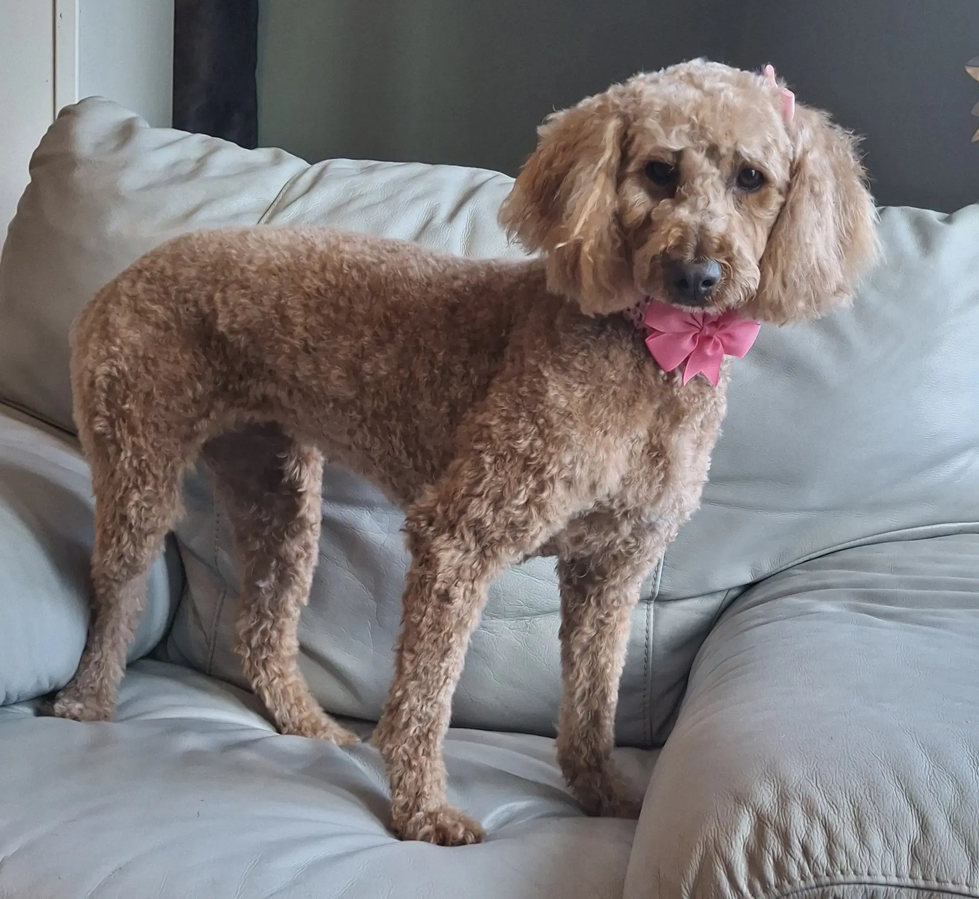 Waverly - Poodle