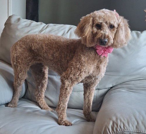picture of the dog needing adoption