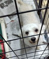 Betty Barb - Photo 1