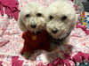 Betty Barb - Photo 1