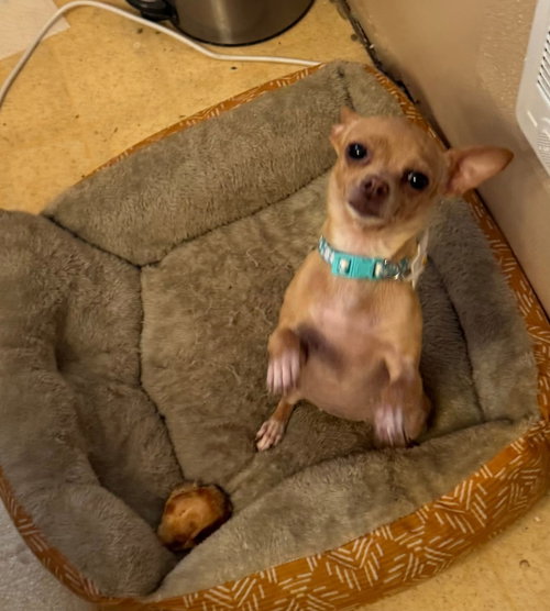XYLA DAISY MAE - Chihuahua available for adoption