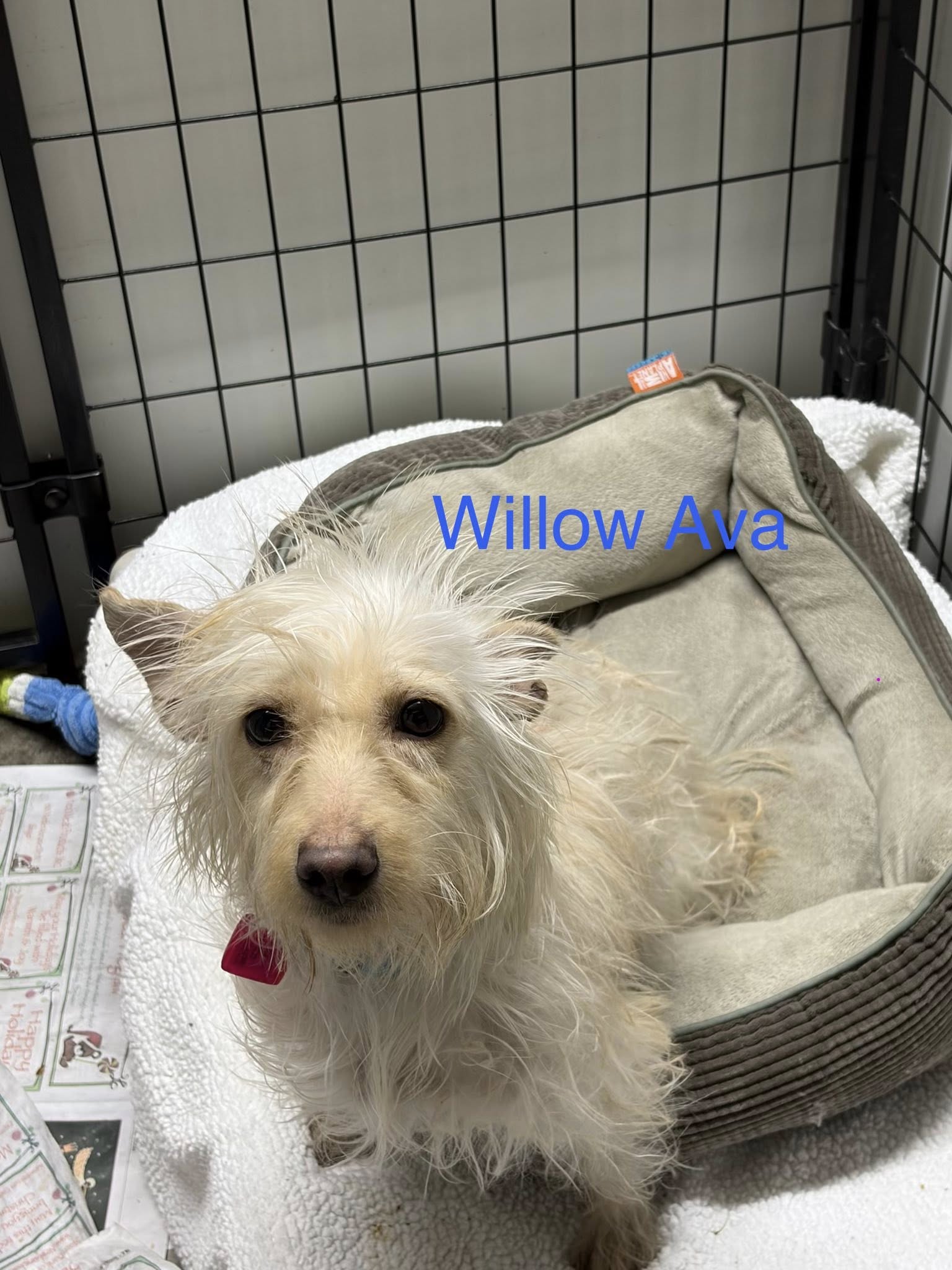 Willow Ava