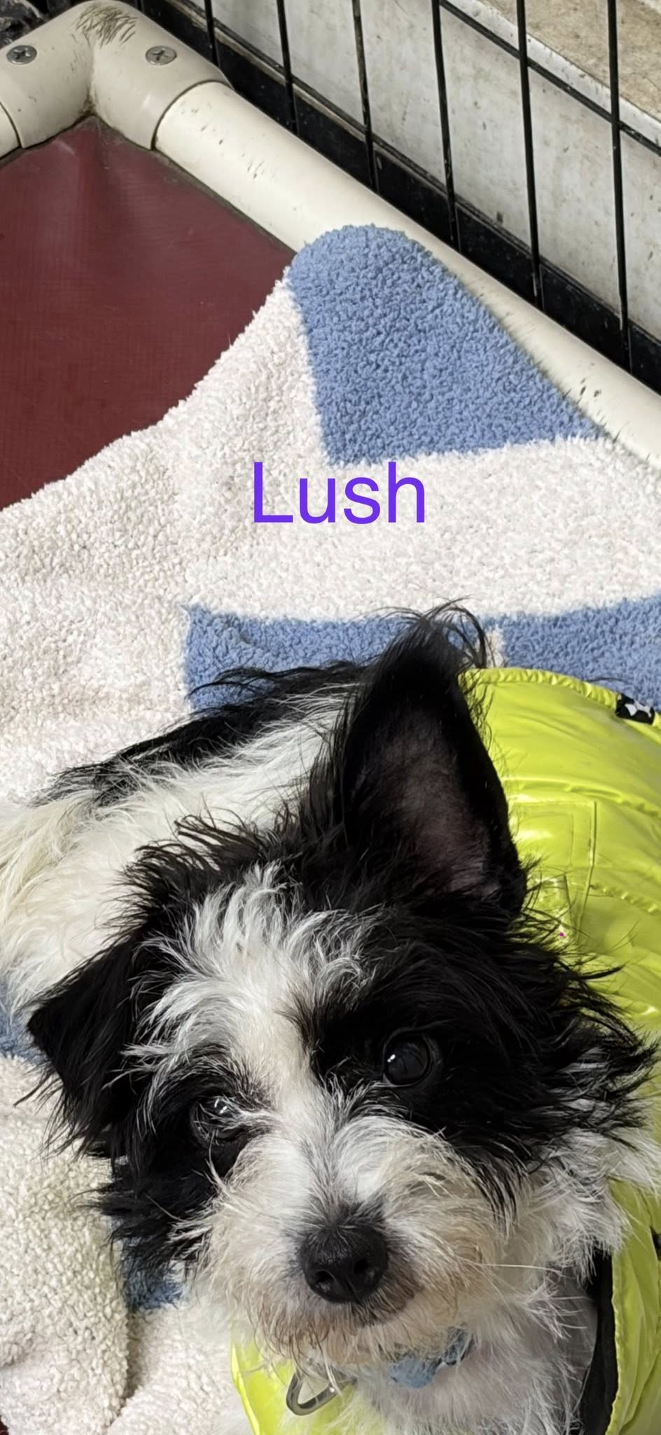Lush Image