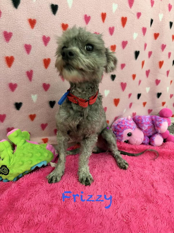 Frizzy
