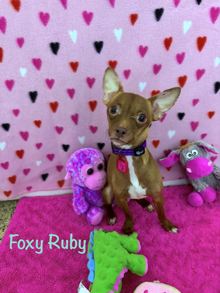 Foxy Ruby Image