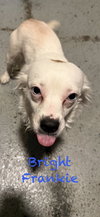 Bright Frankie - Photo 5