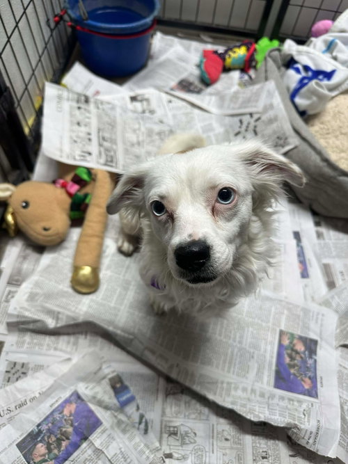 BRIGHT FRANKIE - Chihuahua / Australian Shepherd available for adoption