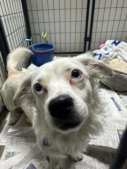 BRIGHT FRANKIE - Chihuahua / Australian Shepherd available for adoption