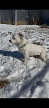 Bright Frankie - Photo 3