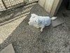 Bright Frankie - Photo 3
