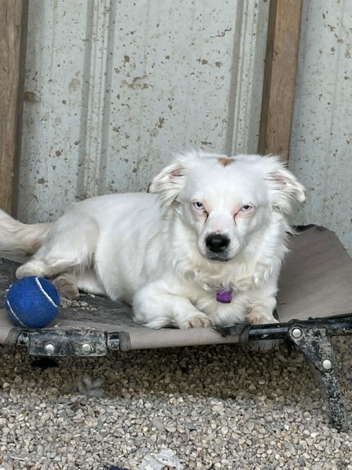 BRIGHT FRANKIE - Pekingese / Australian Shepherd available for adoption