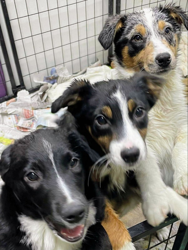 Zoink, Zoomi, Zaiden, Zara