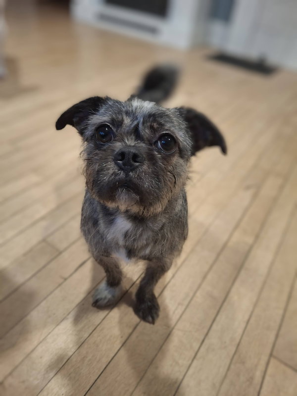 GiGi