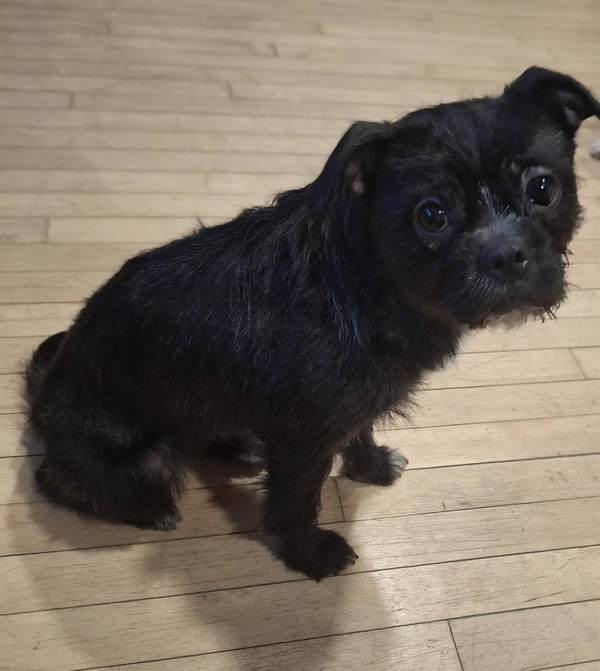 KoKo