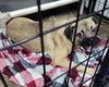 Shorty Starburst - Photo 1