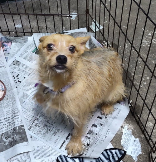 POOKIE - Terrier available for adoption