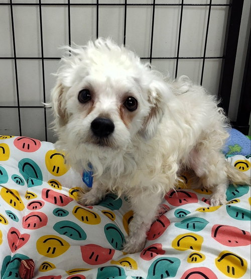ROCKY ROLO - Bichon Frise available for adoption