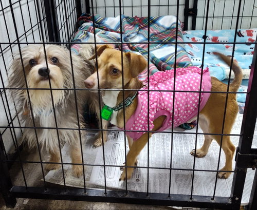 MIRACLE MARS AND POP ROCKS POPPY - Yorkshire Terrier Yorkie available for adoption