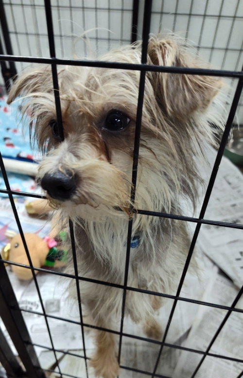 MIRACLE MARS AND POP ROCKS POPPY - Yorkshire Terrier Yorkie available for adoption