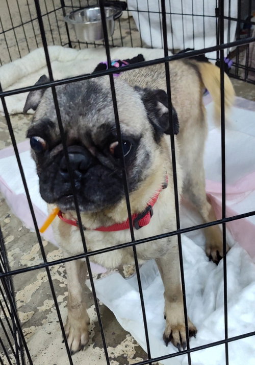 VANELLOPE VON SCHWEETZ - Pug available for adoption
