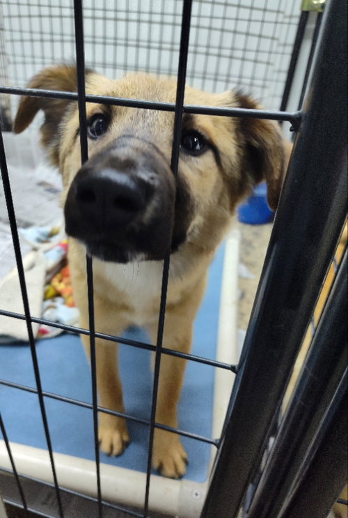 TATIANA, ANASTASIA, NADIA - Husky / Corgi available for adoption