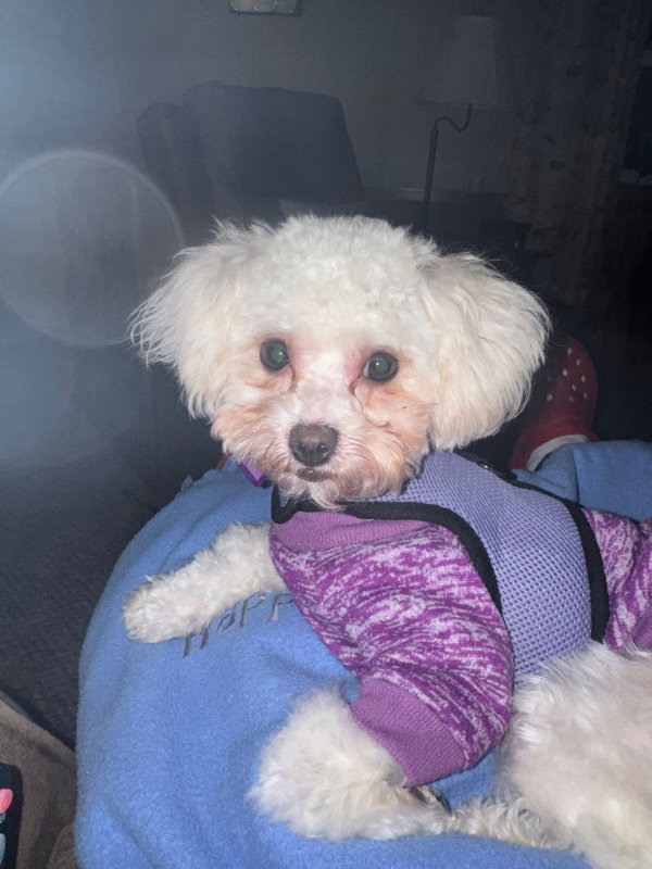 Marshmellow Fluff Image