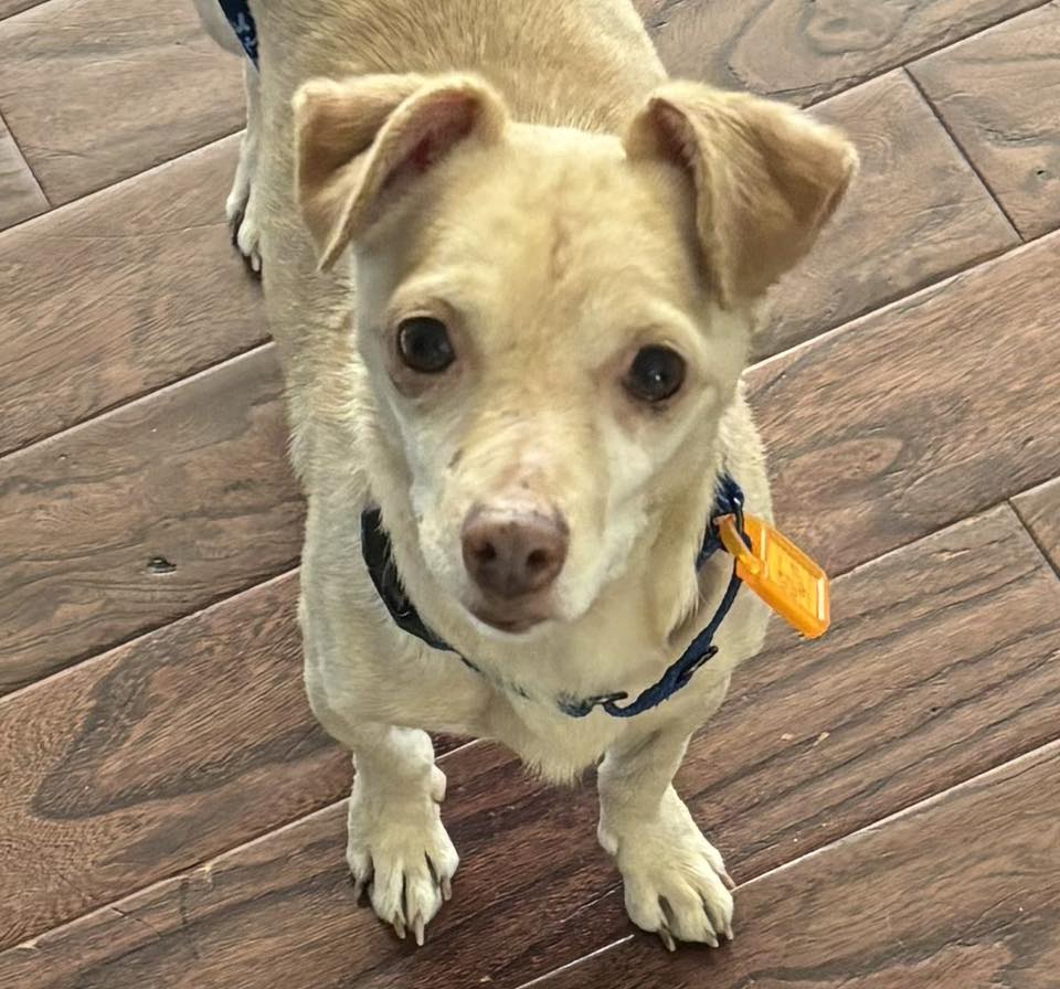 Pocky Paco Image