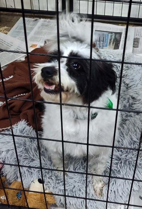CAMILA - Shih Tzu / Jack Russell Terrier available for adoption