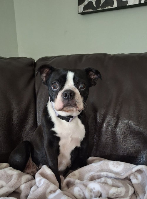 TWILA - Boston Terrier available for adoption