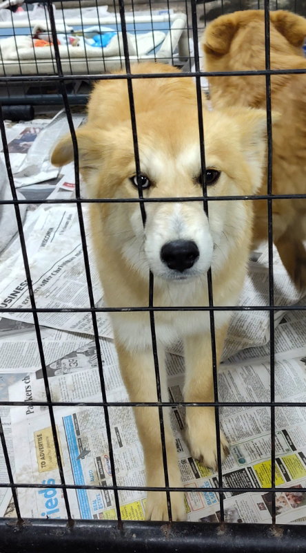 Tatiana, an adoptable Pomeranian in Mukwonago, WI