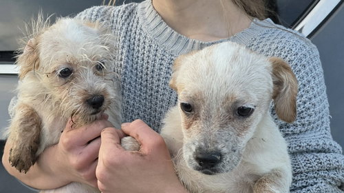 DEKOMORI, RIKKA, SHINKA - Poodle (Miniature) available for adoption