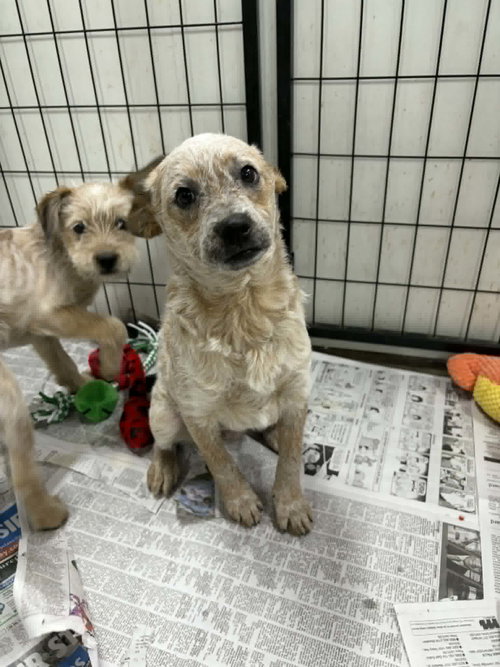 DeKomori, an adoptable Poodle in Mukwonago, WI