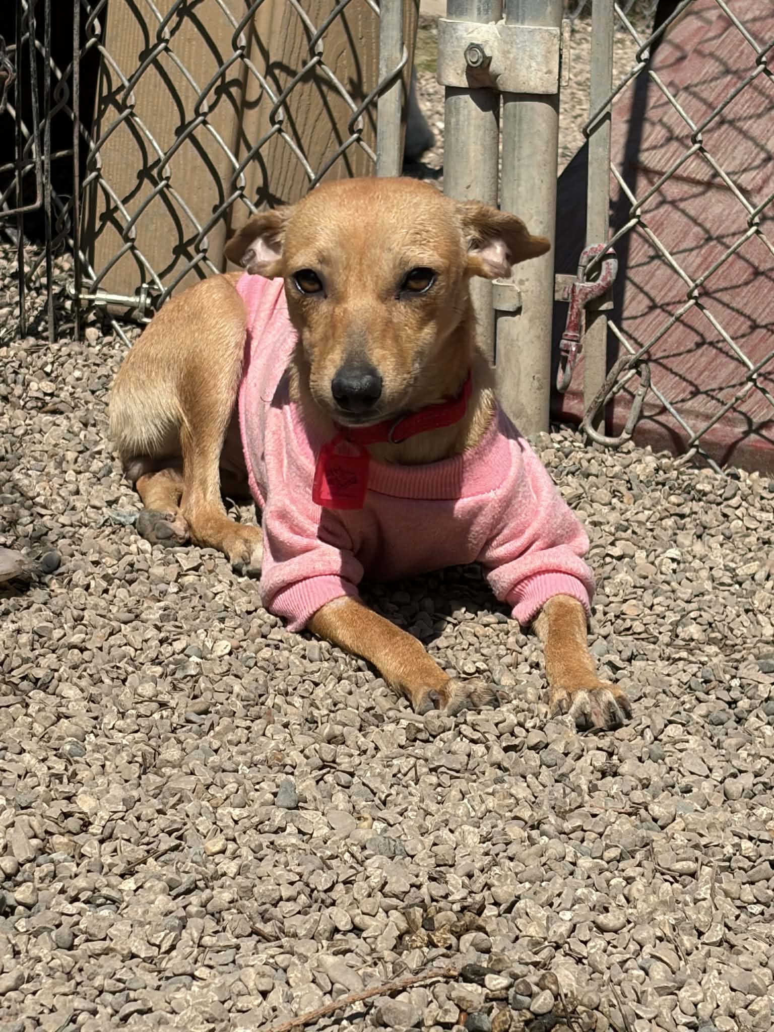 Pixie