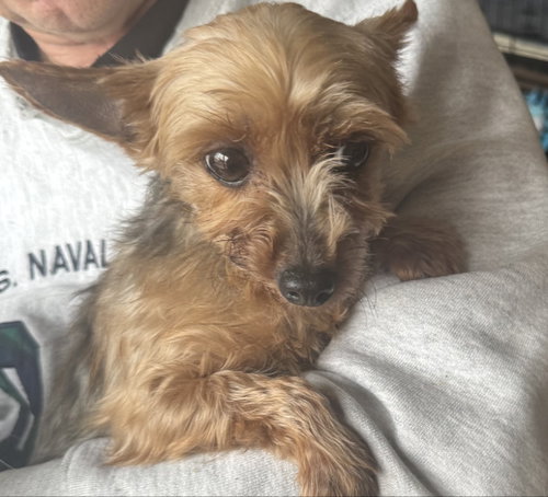 Frosty Paws, an adoptable Yorkshire Terrier Yorkie in Mukwonago, WI