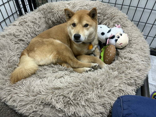 picture of the dog needing adoption