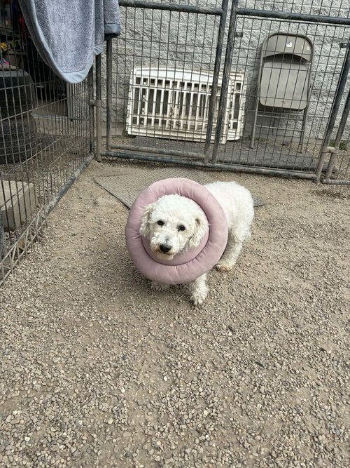 QUEST - Bichon Frise available for adoption