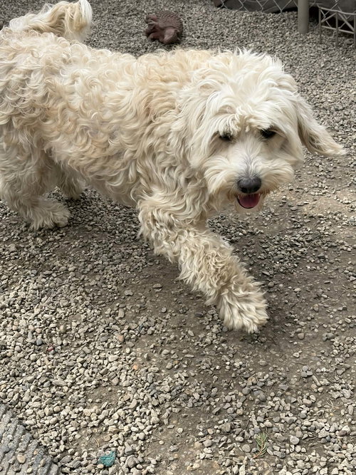 LARABAR - Wheaten Terrier / Poodle (Miniature) available for adoption