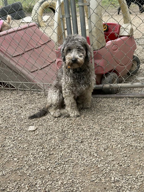 TRUVANI - Wheaten Terrier / Poodle (Miniature) available for adoption
