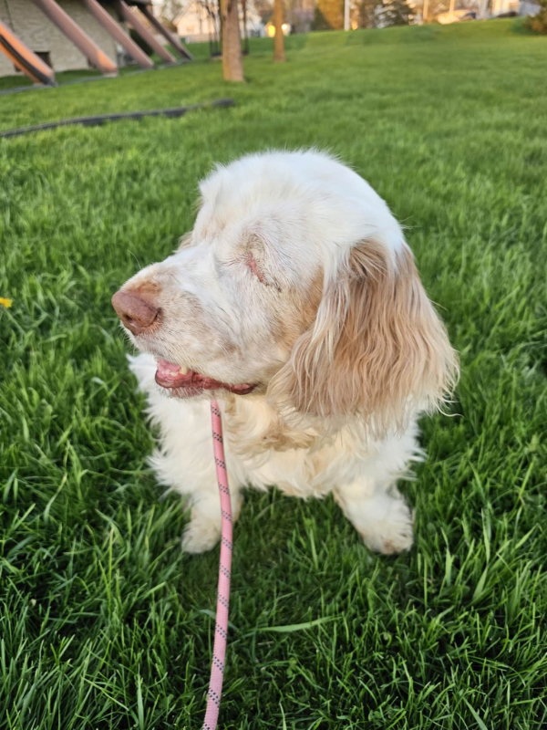 Phoebe