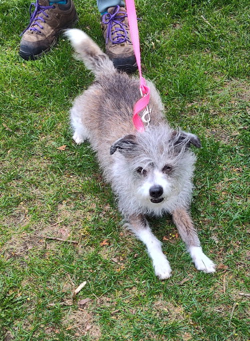 PONCHO - Jack Russell Terrier for adoption in Racine