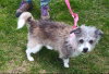 Poncho - Photo 2