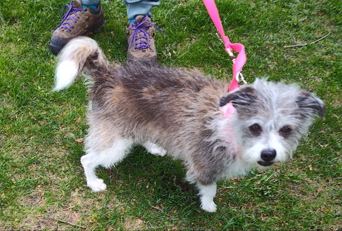 PONCHO - Jack Russell Terrier available for adoption