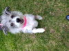Poncho - Photo 6