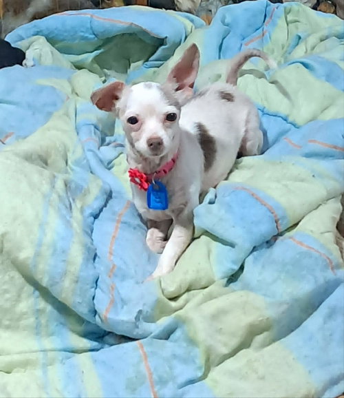 Winnie, an adoptable Chihuahua in Mukwonago, WI