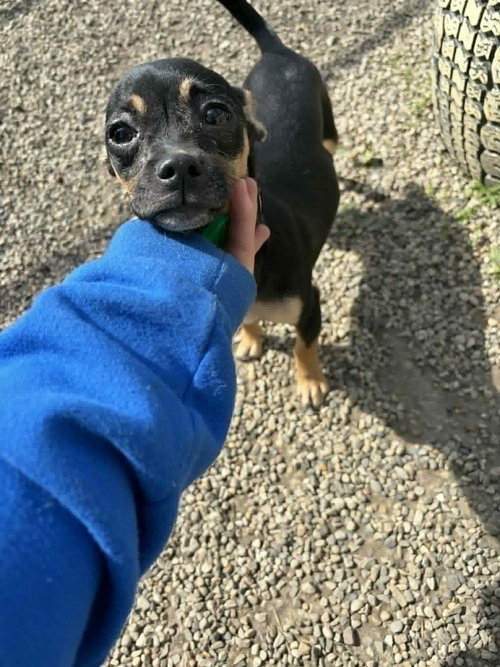 Chelan, an adoptable Chihuahua in Mukwonago, WI