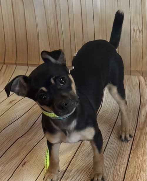 Chelan, an adoptable Chihuahua in Mukwonago, WI