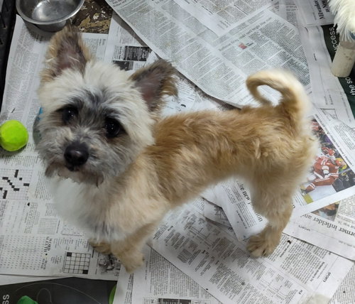 Snapdragon, an adoptable Cairn Terrier in Mukwonago, WI