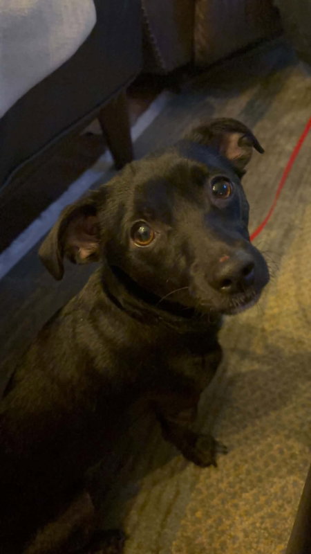 Chicory, an adoptable Chihuahua in Mukwonago, WI