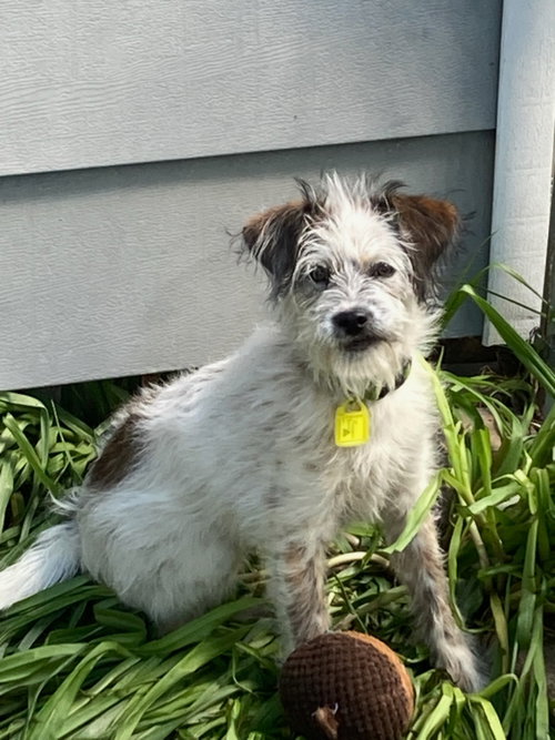 Dahlia, an adoptable Poodle in Mukwonago, WI